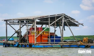 Những nhà bè mộc mạc đậu san sát bên mé cù lao Phú Lợi, nơi bao năm qua bà con vẫn dựa vào con nước thả lưới quăng chài, giờ đây sắp cùng chung nhịp đập với đại dự án cảng biển, kỳ vọng mở ra một cuộc sống sung túc, rộn ràng hơn